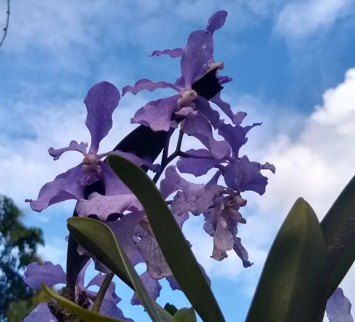 Khonghampat Orchidarium